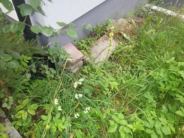 Sokkelin vieressä oleva kasvillisuus sitoo kosteutta ja lisää kosteusvaurioiden riskiä